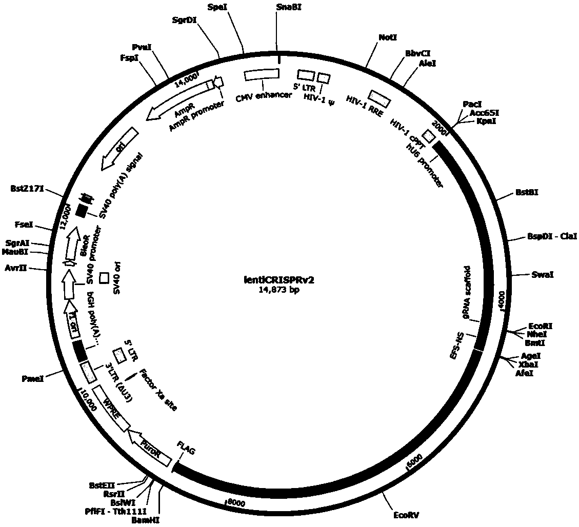 CRISPR-Cas9 targeted and knockout SLC30A1 gene and specific sgRNA of gene