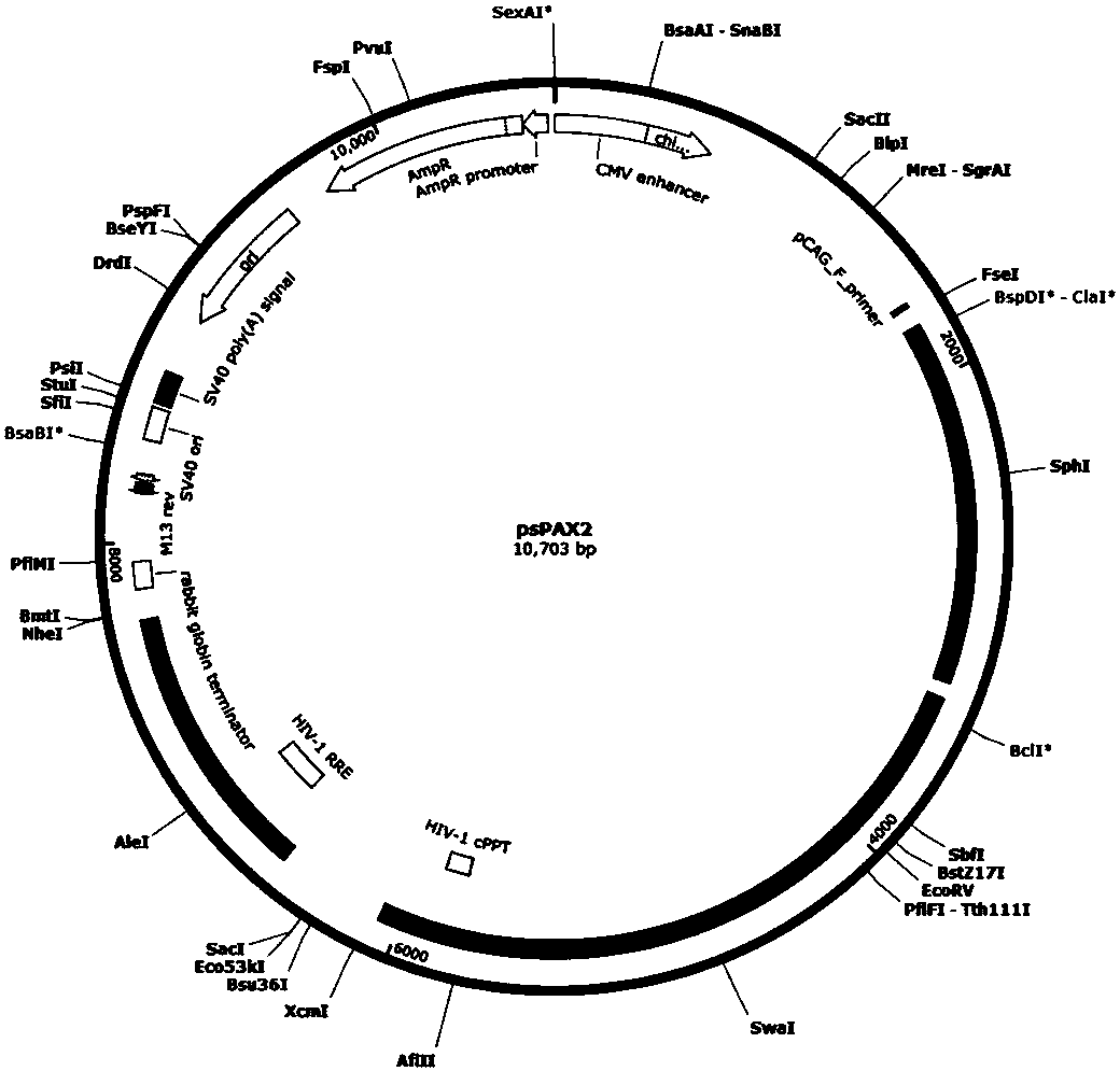 CRISPR-Cas9 targeted and knockout SLC30A1 gene and specific sgRNA of gene