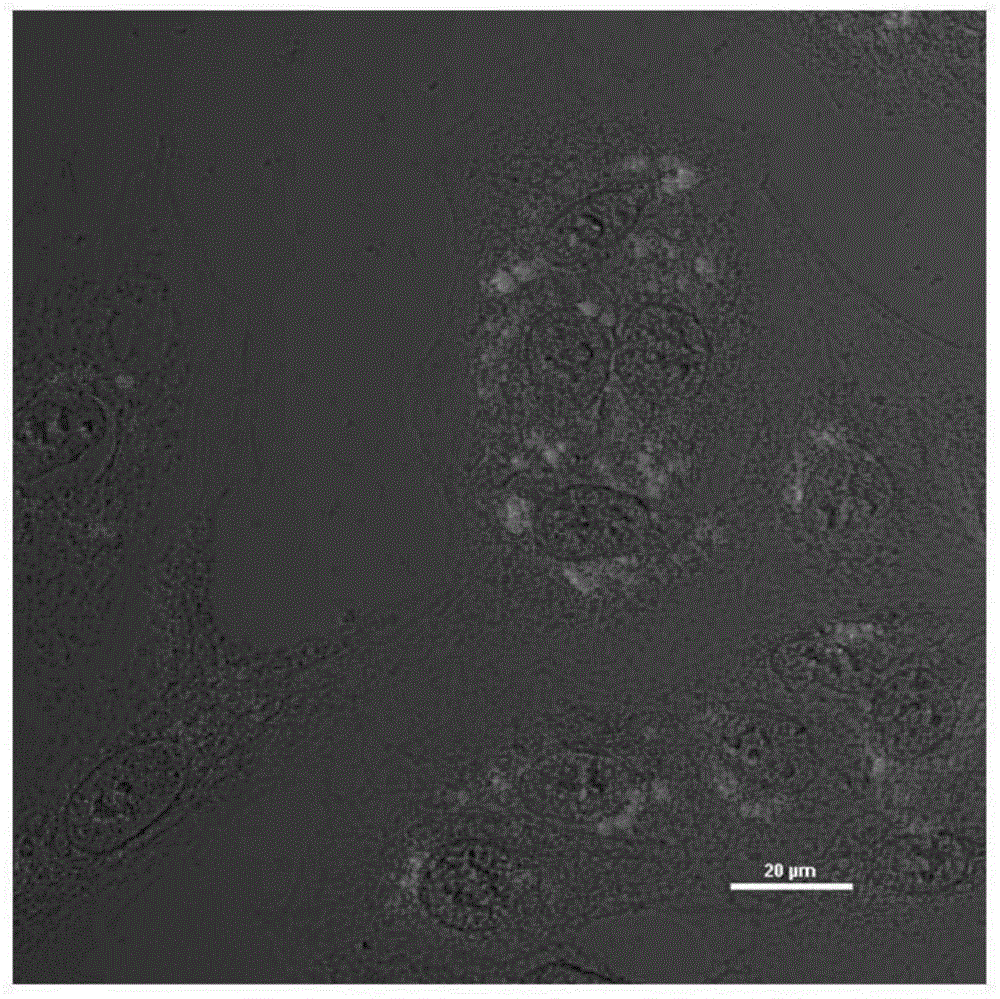 Fluorescence labeling molecule capable of emitting fluorescence in high aggregation state and preparation method of fluorescence labeling molecule