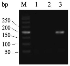 RHD-T268A mutant and detection thereof