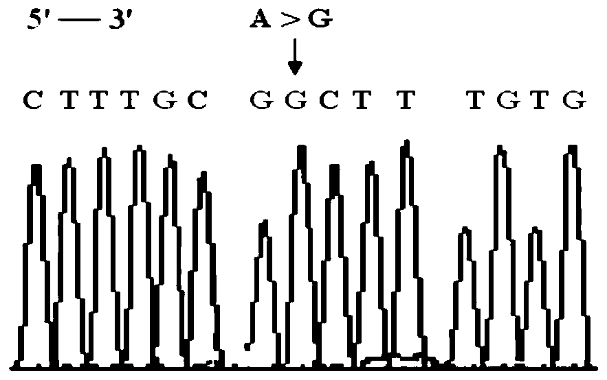 RHD-T268A mutant and detection thereof