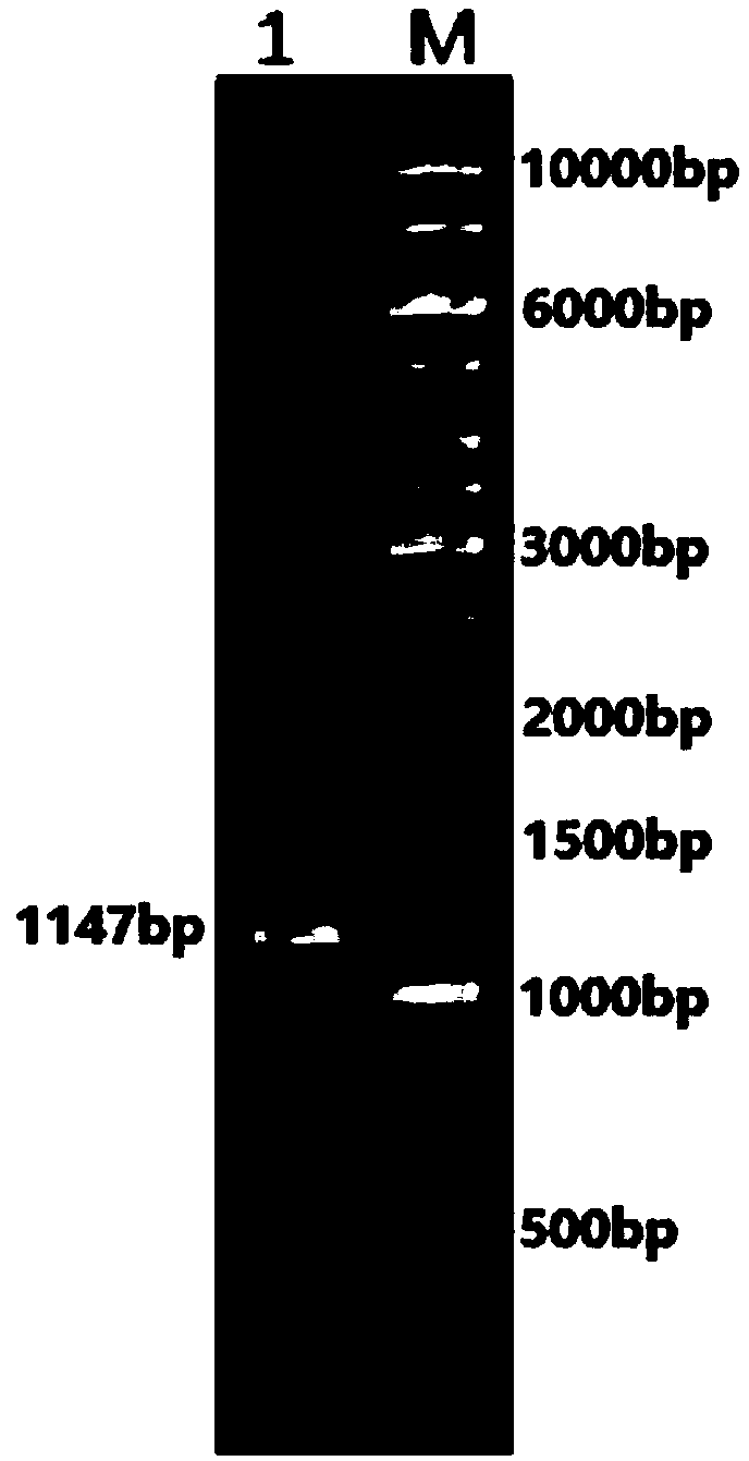 Transglutaminase mutants as well as genes, engineering bacteria and preparation method thereof