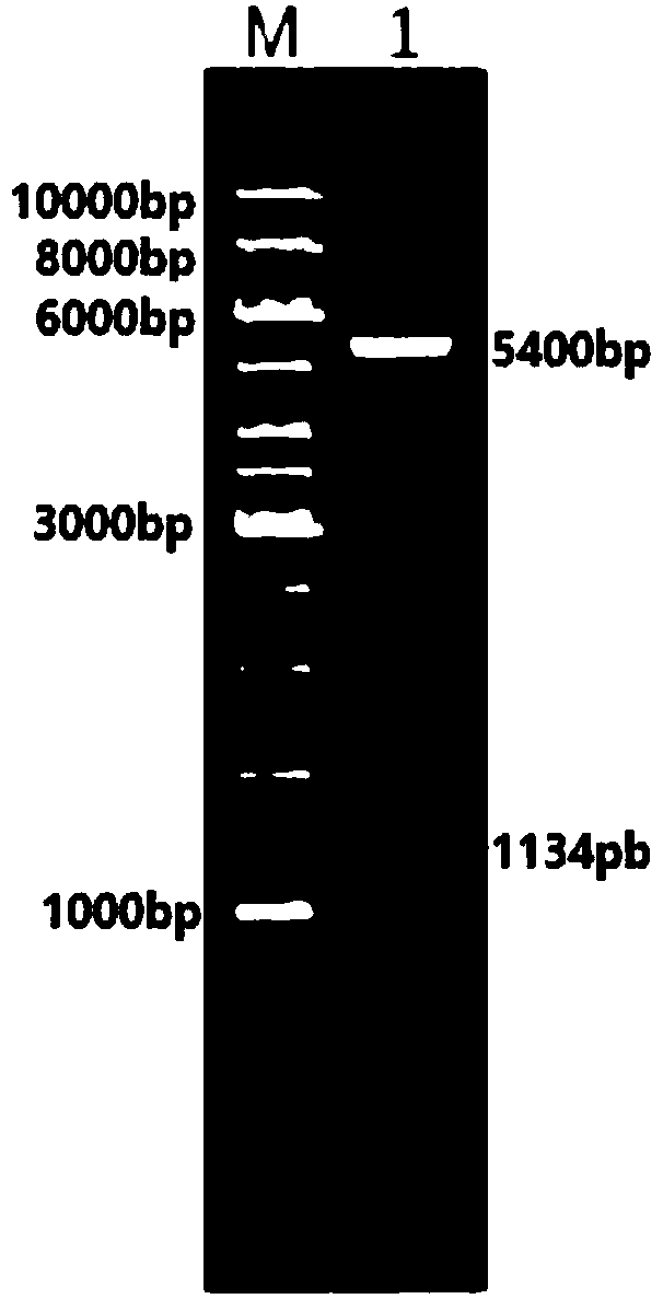 Transglutaminase mutants as well as genes, engineering bacteria and preparation method thereof