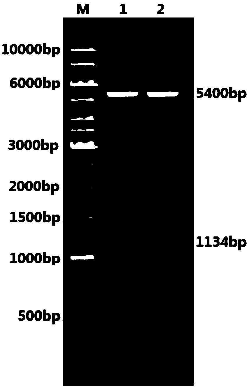 Transglutaminase mutants as well as genes, engineering bacteria and preparation method thereof