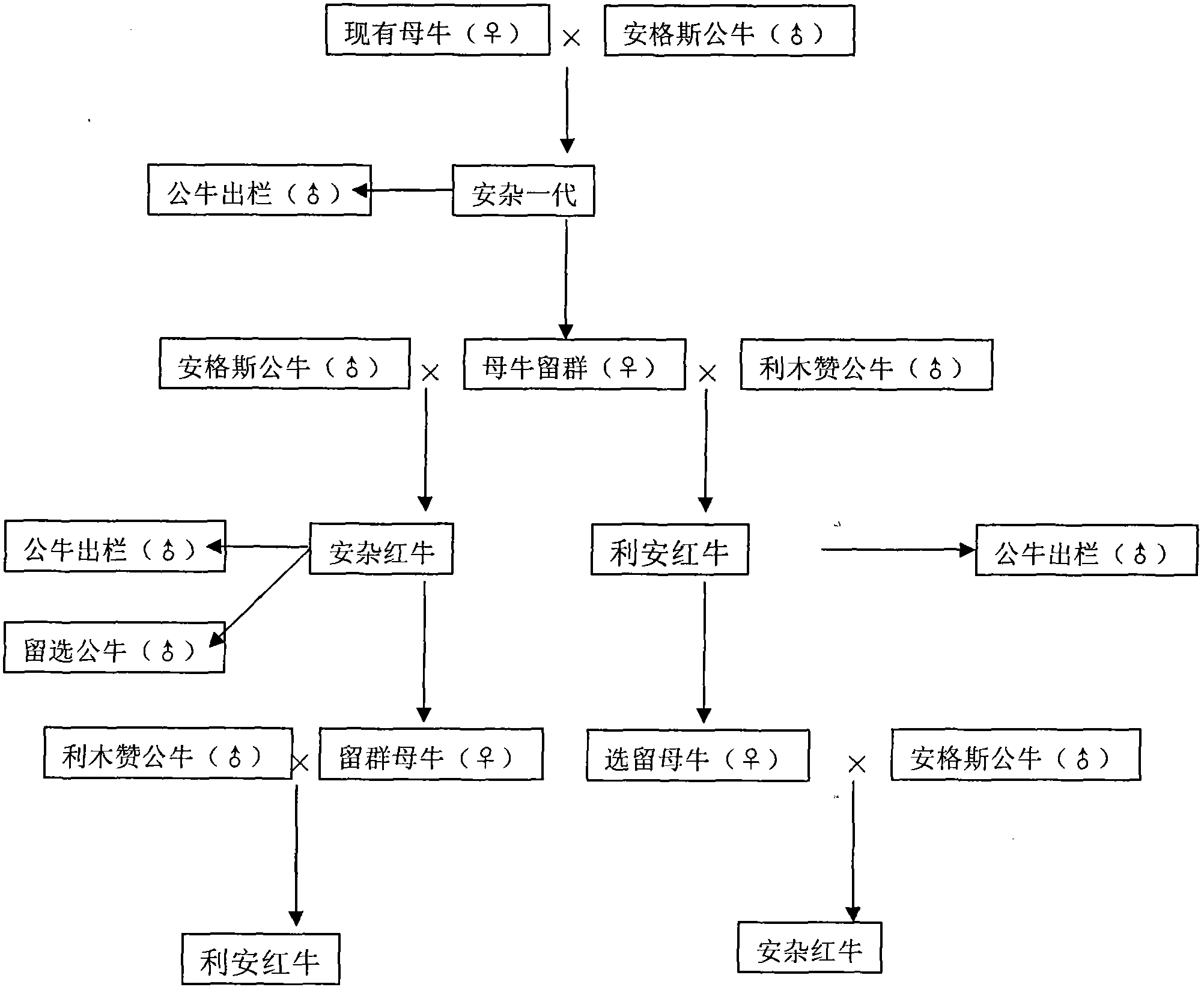 Beef cattle cross improvement and production method