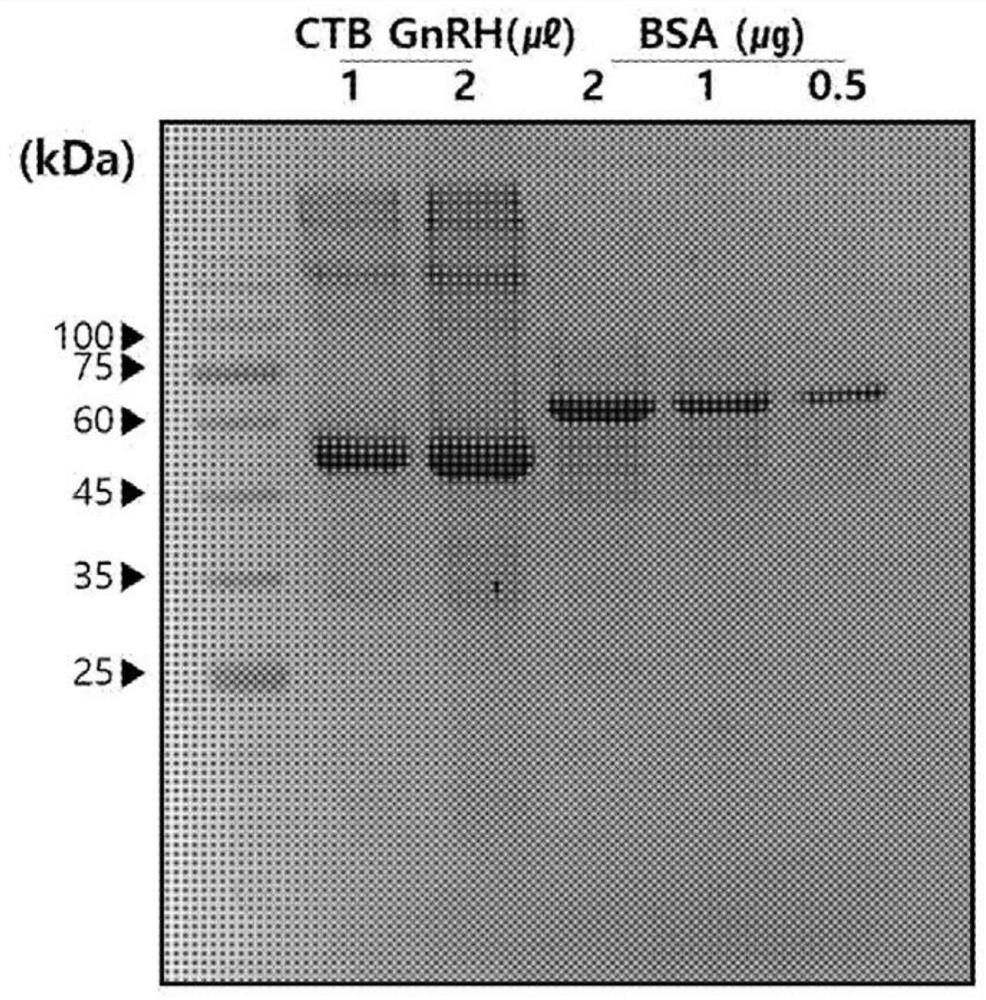 Recombinant protein for eliminating boar taint and vaccine composition comprising same