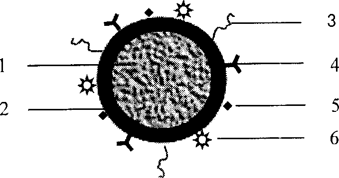 Nano granule of polylysine amylum and its preparation method as well as application gene carrier