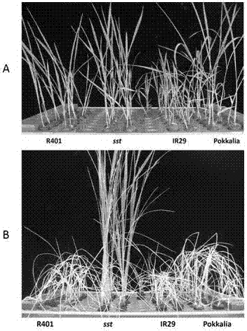 A rice sbp-box transcription factor gene and its application