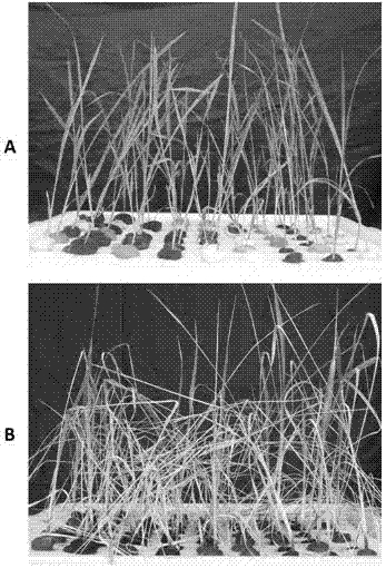 A rice sbp-box transcription factor gene and its application