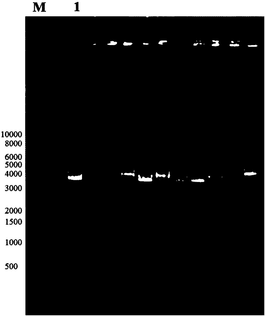 Actinobacillus succinogenes gene knock-out method