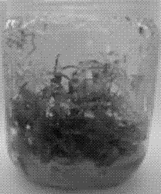 Method for subculturing camphorwood tissue culture seedlings