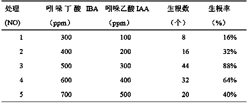 Method for cutting propagation with tender branches of Japanese red maple Qinglong