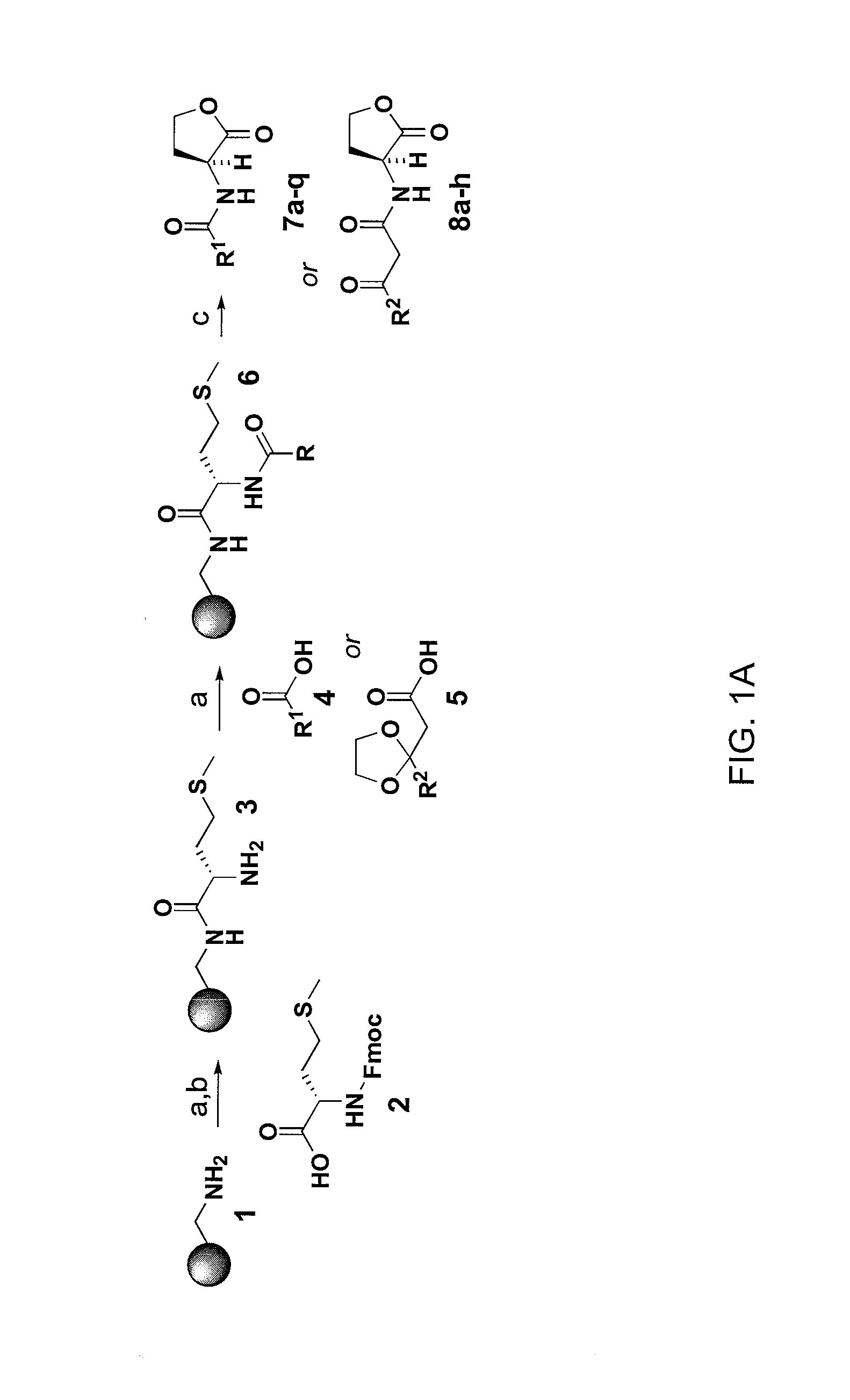 Compounds and methods for modulating communication and virulence in quorum sensing bacteria