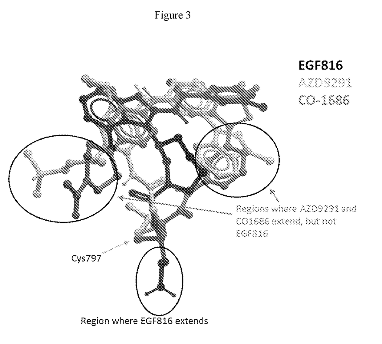 Methods for treating EGFR mutant cancers