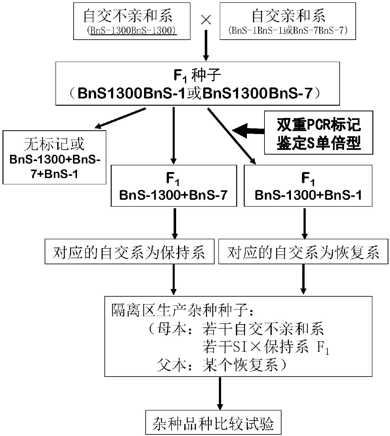 Method for breeding rape self-incompatible hybrid seeds under assistance of S haplotype molecular markers