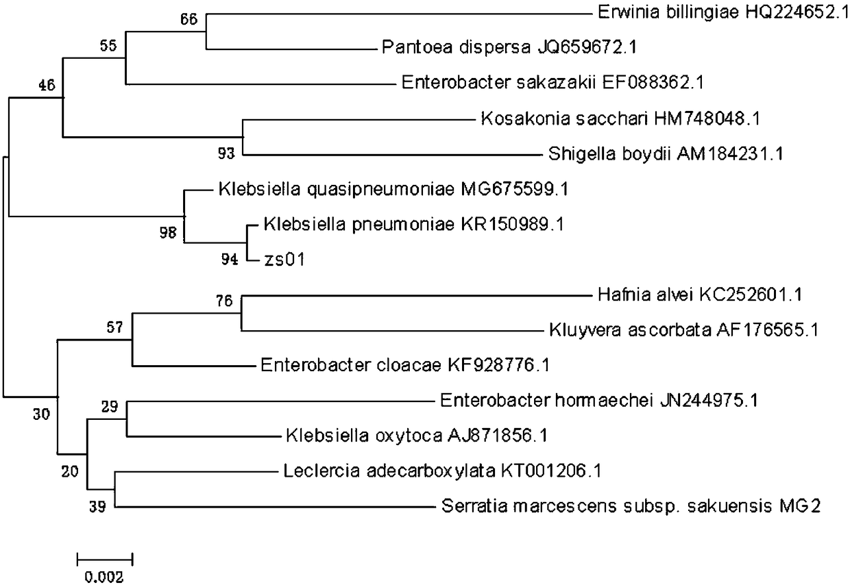 Novel klebsiella pneumoniae strain as well as isolation method and application thereof