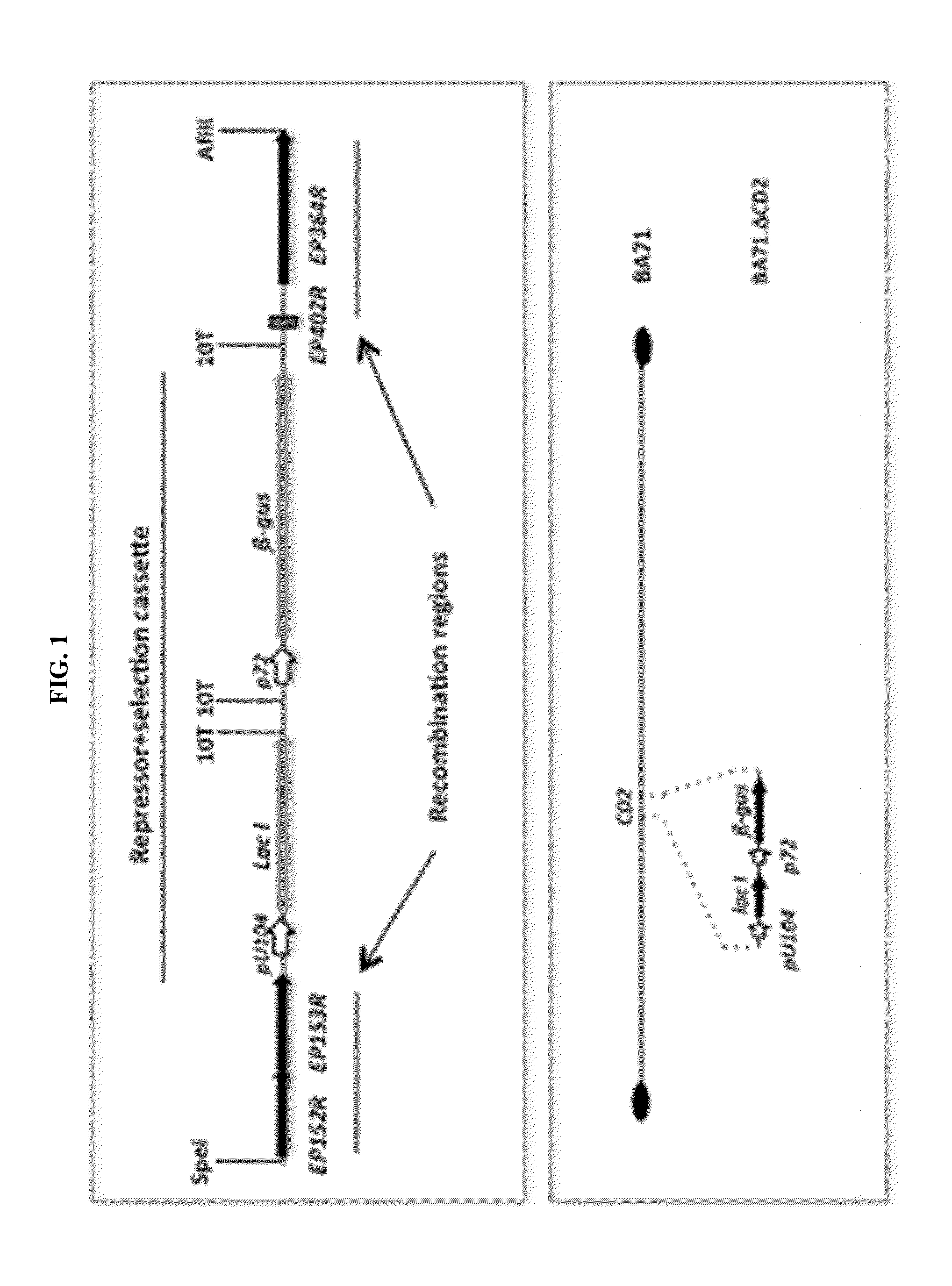 CD2 deficient african swine fever virus as live attenuated or subsequently inactivated vaccine against african swine fever in mammals