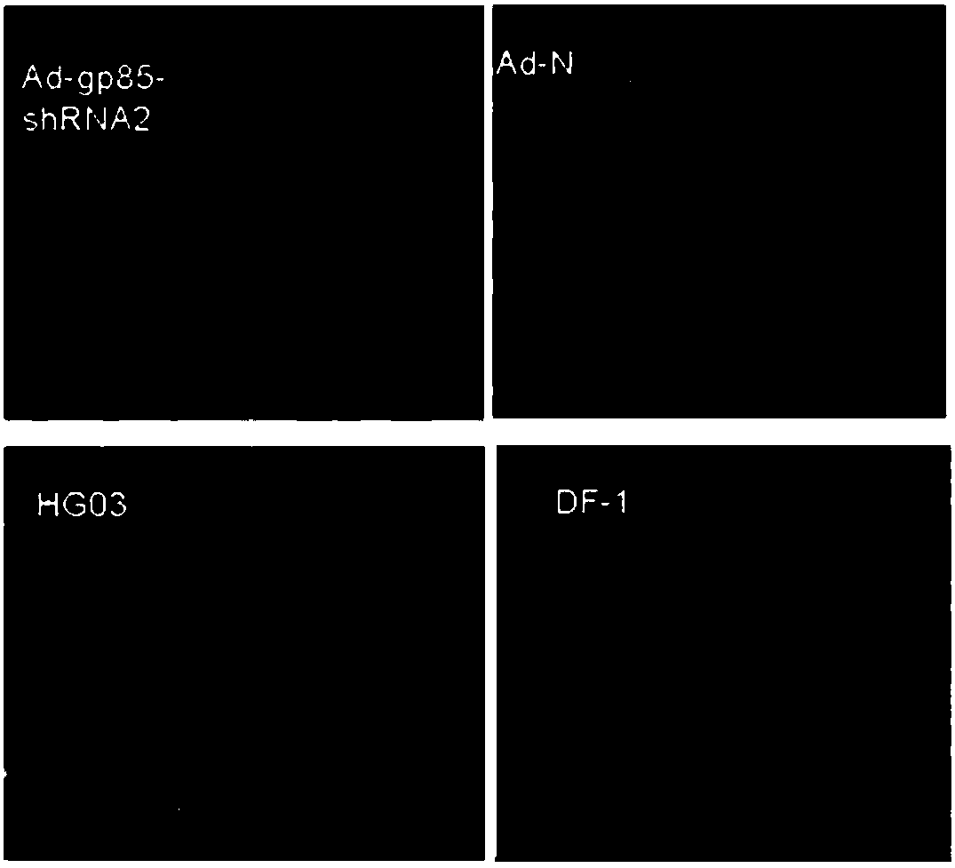 siRNA recombinant interference carrier based on ALV-J gp85 gene conserved region as target sequence, and preparation method of siRNA recombinant interference carrier