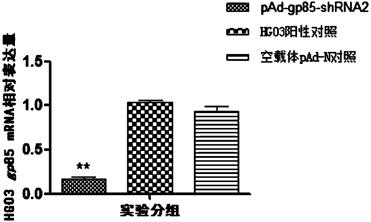 siRNA recombinant interference carrier based on ALV-J gp85 gene conserved region as target sequence, and preparation method of siRNA recombinant interference carrier