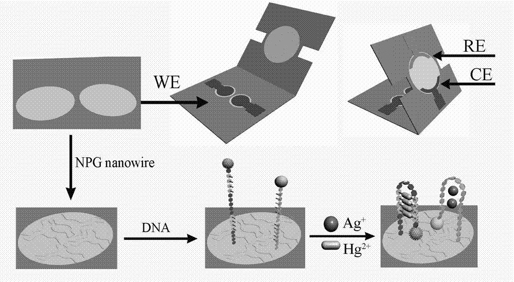 Preparation of ECL (electro chemical luminescence) DNA (Deoxyribose Nucleic Acid) sensor based on 3D paper chip, and application of sensor to simultaneous detection on Hg&lt;2+&gt; and Ag&lt;+&gt;