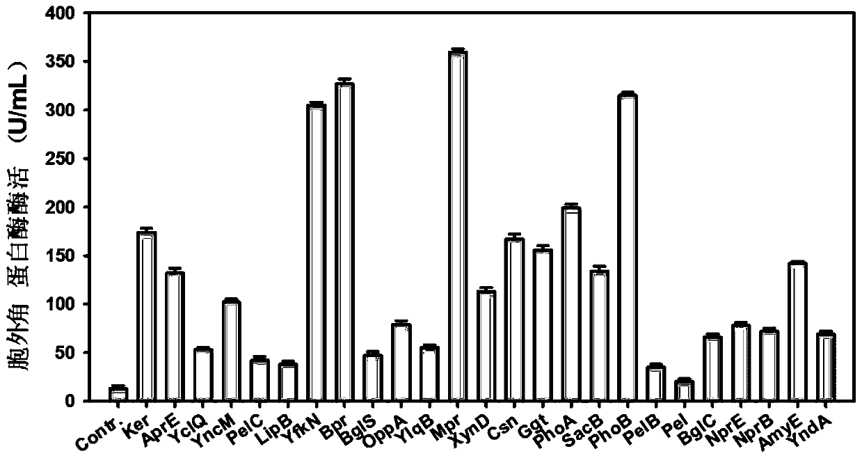 A signal peptide for optimizing the high-efficiency secretion and expression of keratinase keratinase and its application