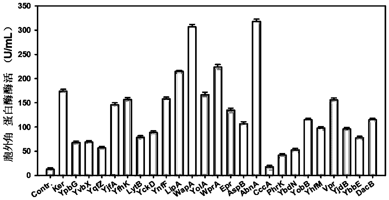 A signal peptide for optimizing the high-efficiency secretion and expression of keratinase keratinase and its application