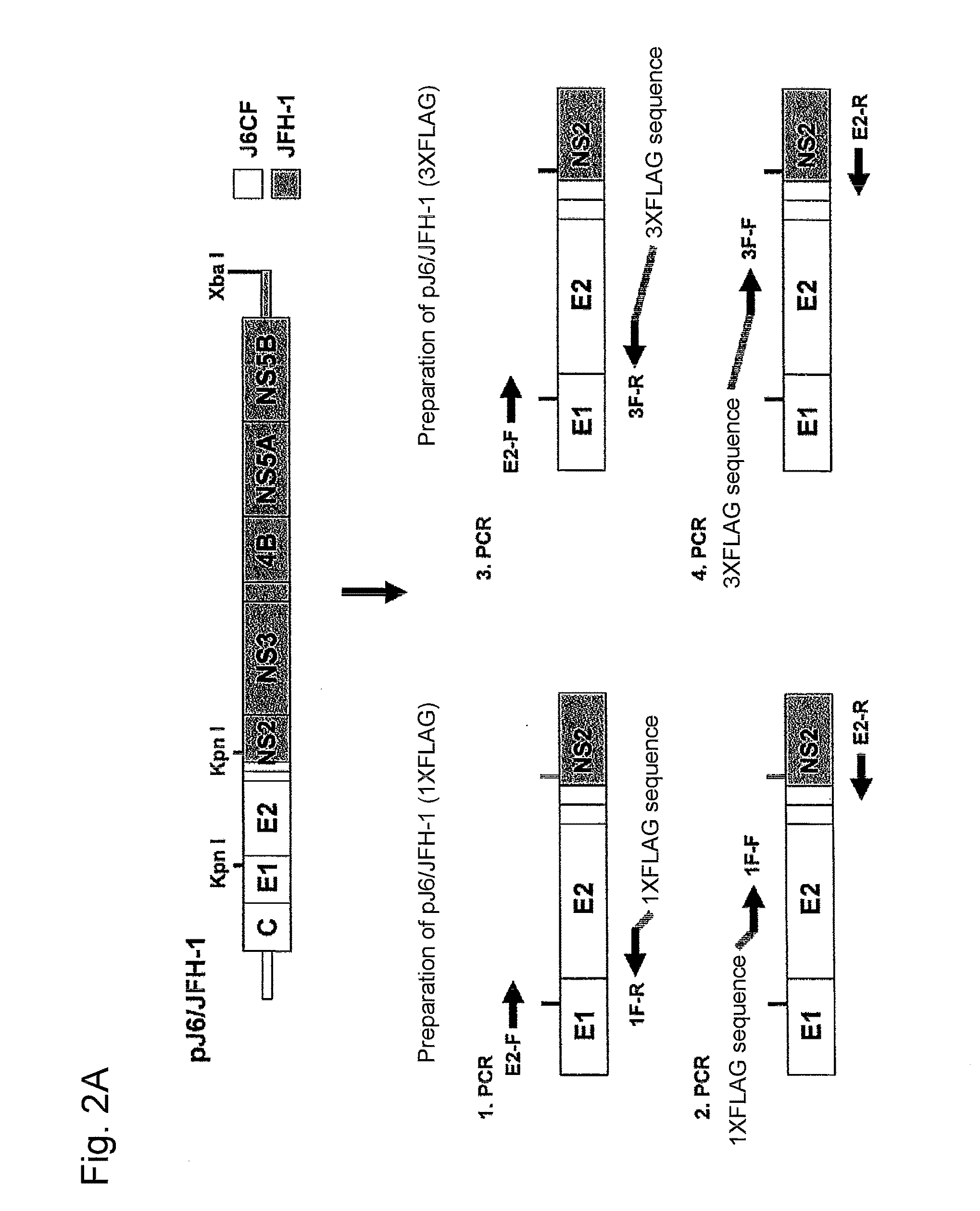 Production and use of epitope-tagged hepatitis c virus particle