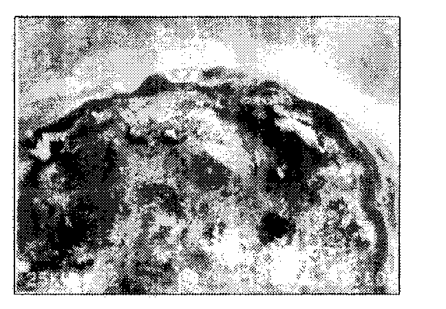 Method for preparing polyurethane-polyurea coated fertilizer