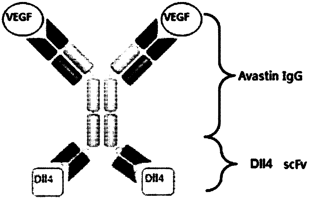 Novel dual-targeted protein specifically binding to DLL4 AND VEGf, and use thereof