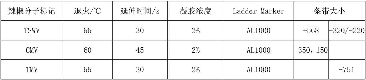 Cultivation method of chili disease-resistant homozygote