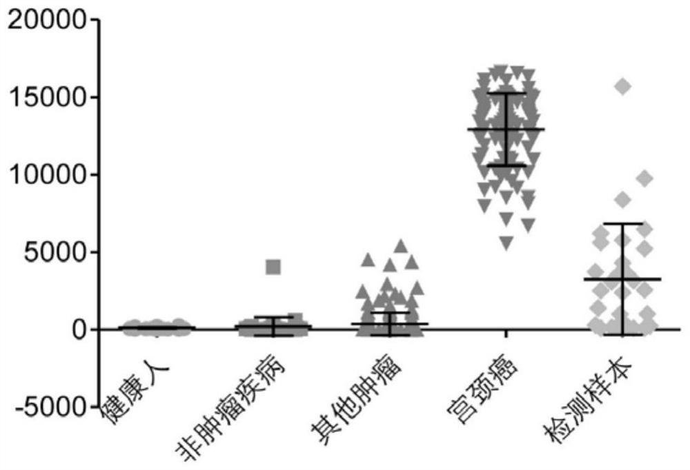 Peripheral blood TCR marker for cervical cancer as well as detection kit and application of peripheral blood TCR marker