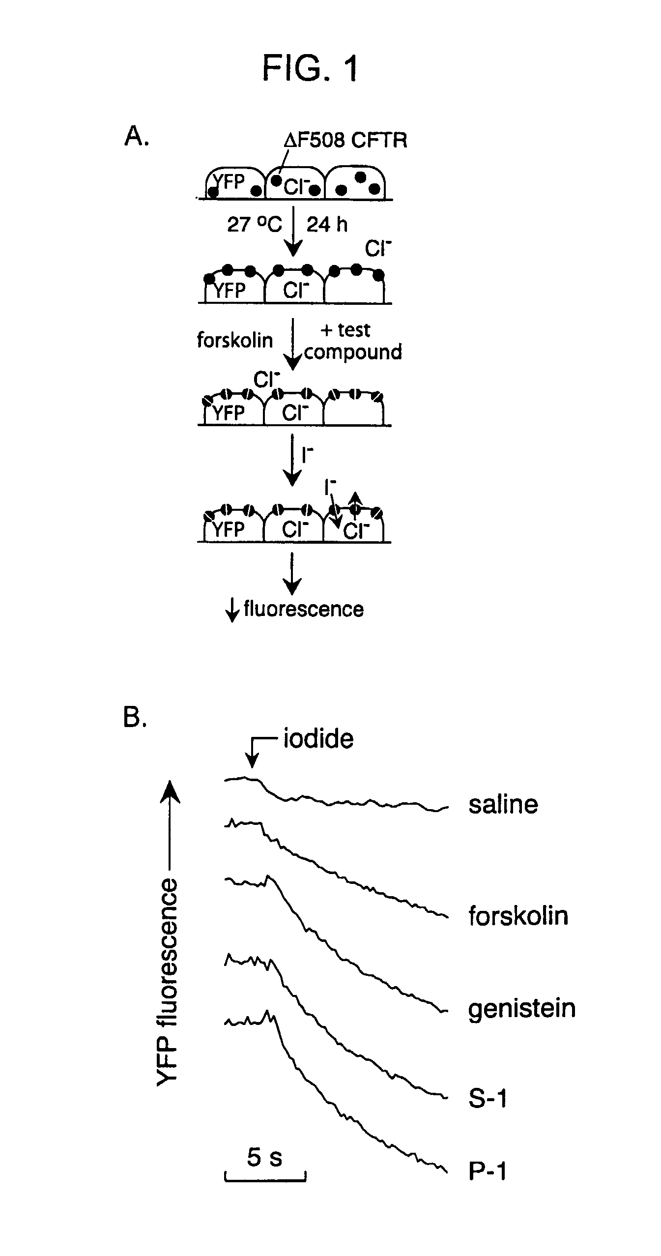 Compounds having activity in increasing ion transport by mutant-CFTR and uses thereof