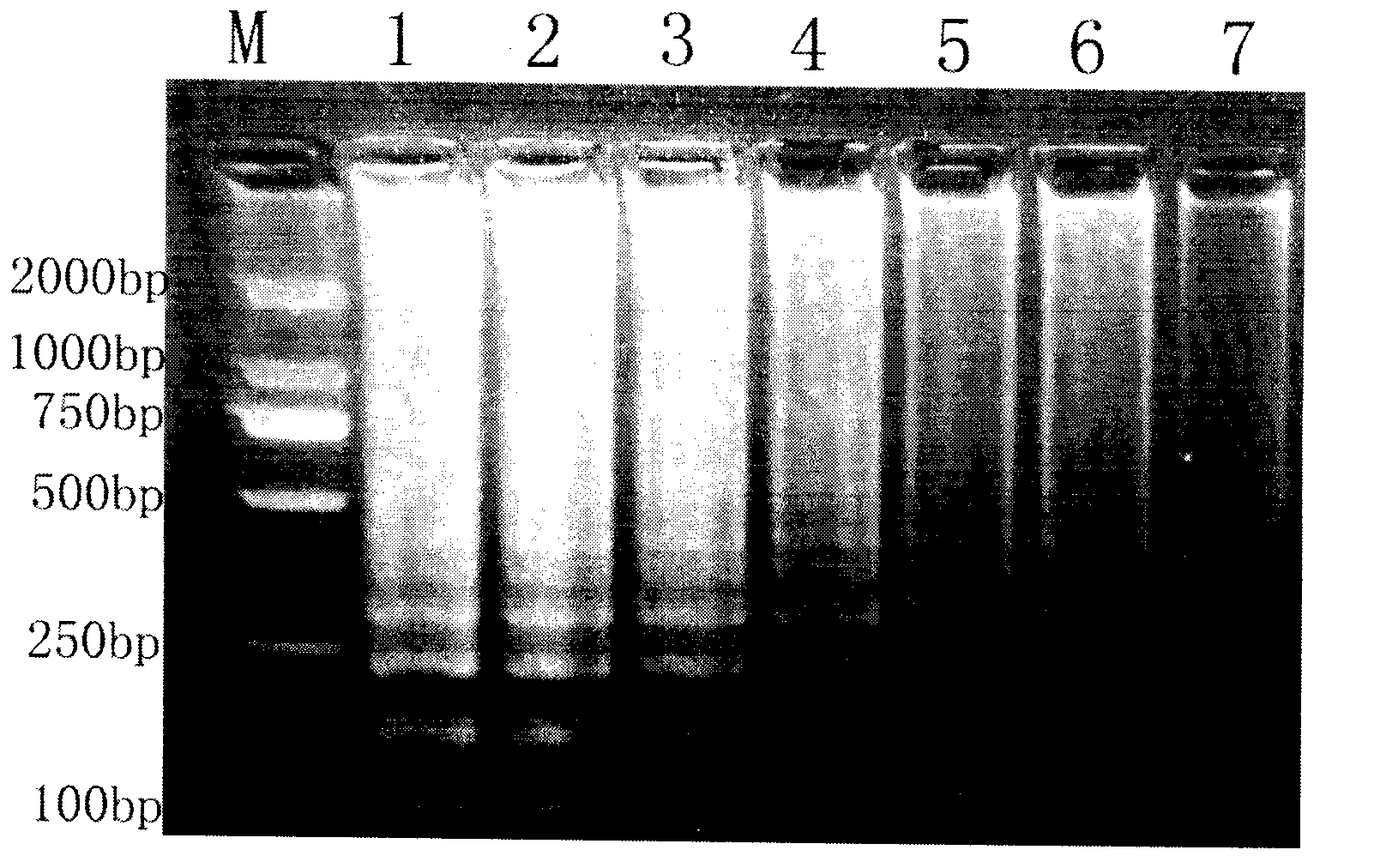 Actinobacillus pleuropneumoniae LAMP kit and application method thereof