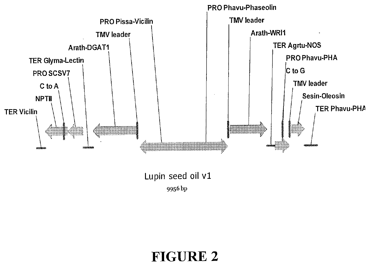 Processes for producing industrial products from plant lipids