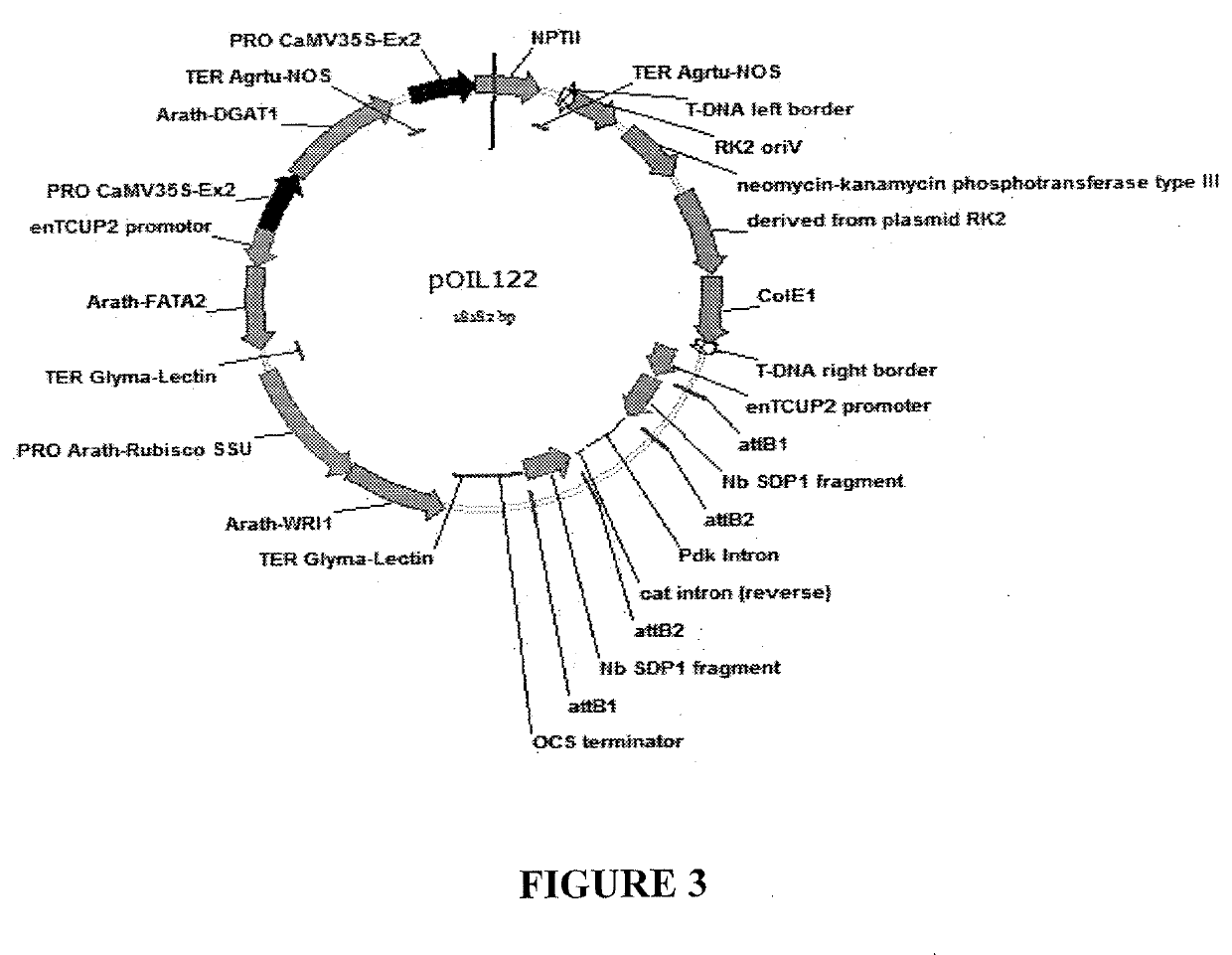 Processes for producing industrial products from plant lipids