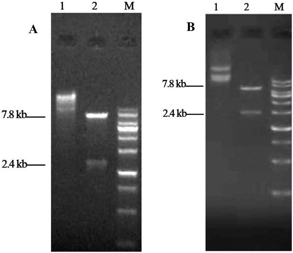 Thermomyces lanuginosus lipase gene, engineering bacteria and application of engineering bacteria