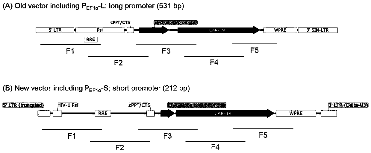 Improved therapeutic T cell