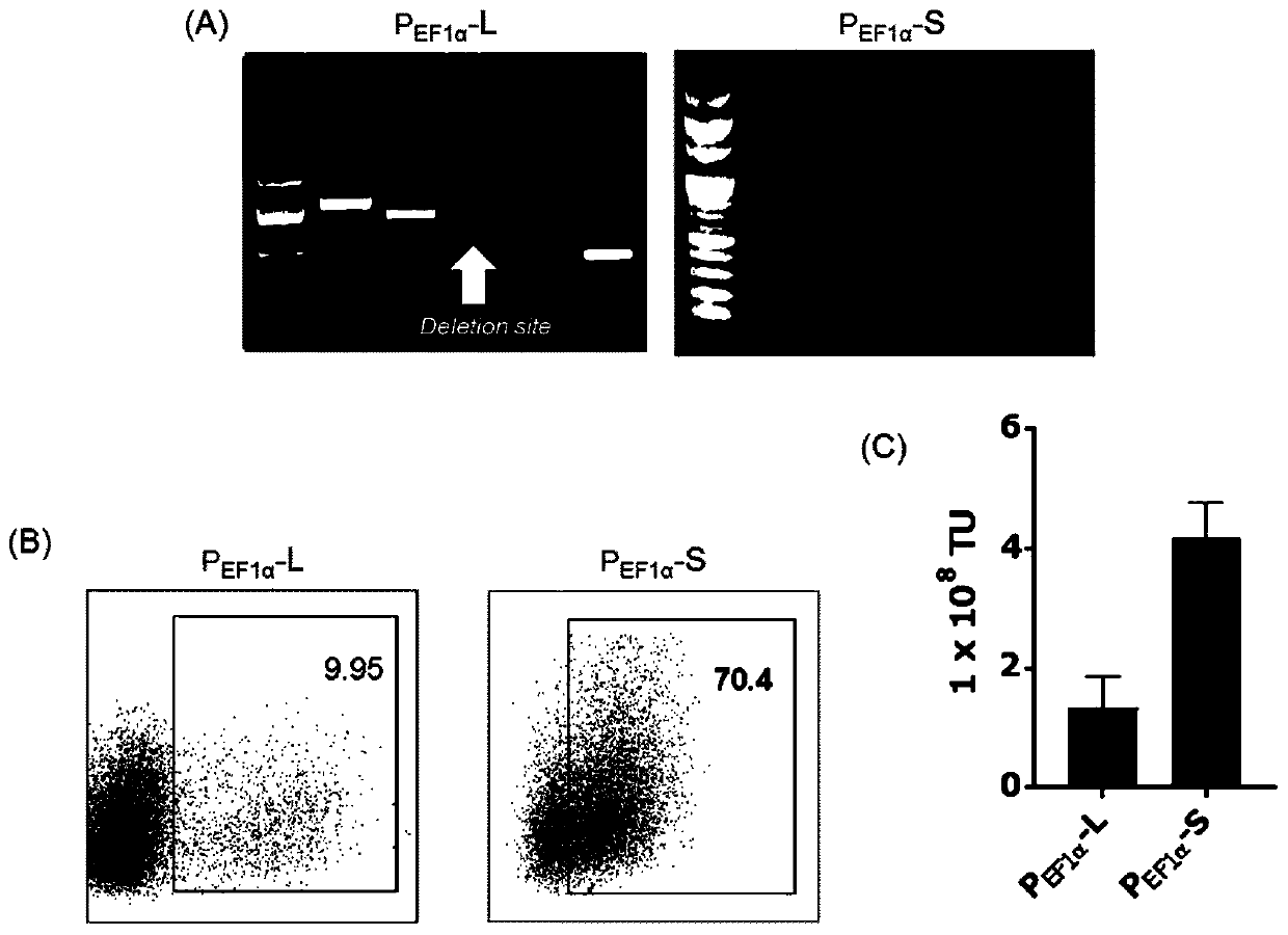 Improved therapeutic T cell