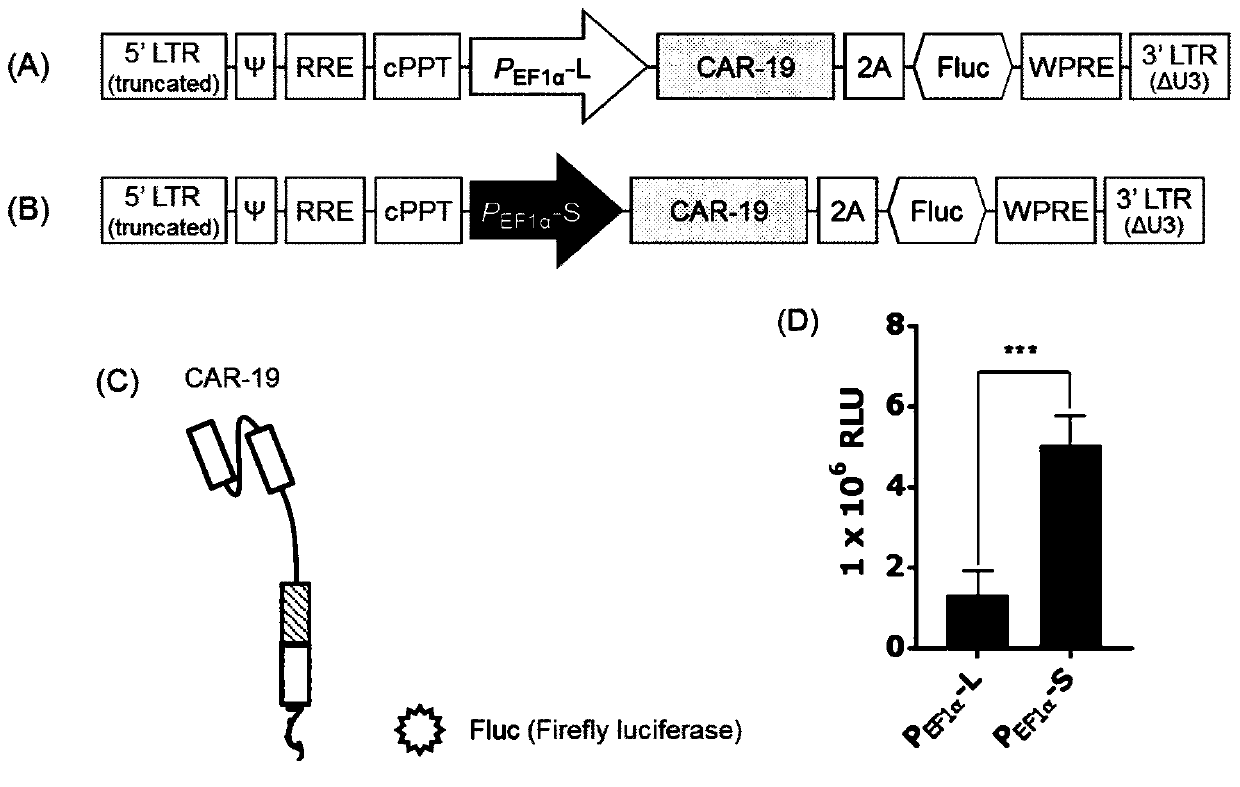 Improved therapeutic T cell