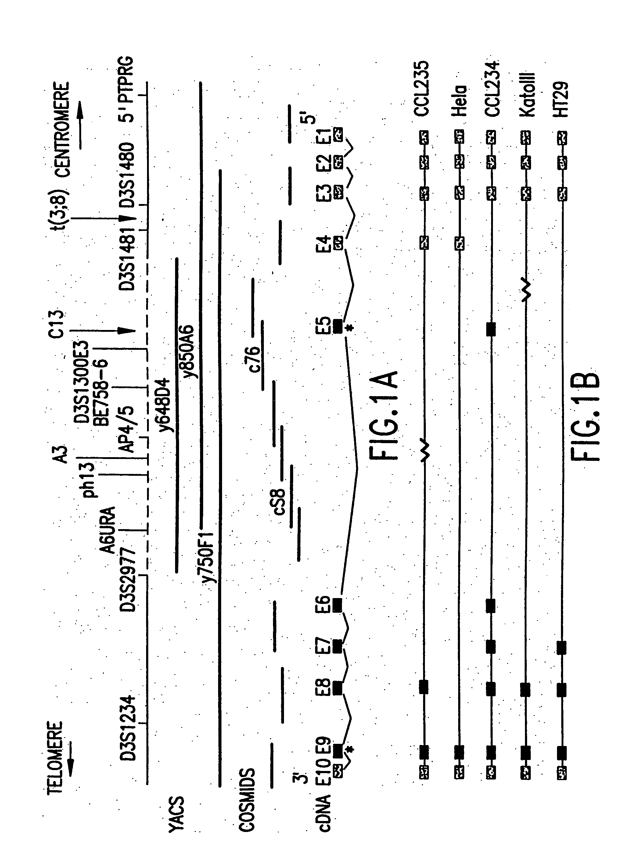 FHIT proteins and nucleic acids and methods based thereon