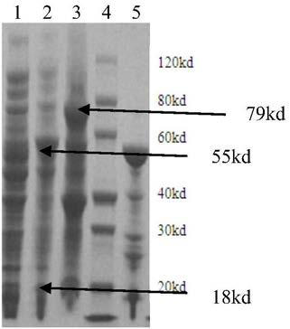 Cephalosporin C acylase mutant with one or any point mutations and preparation method thereof