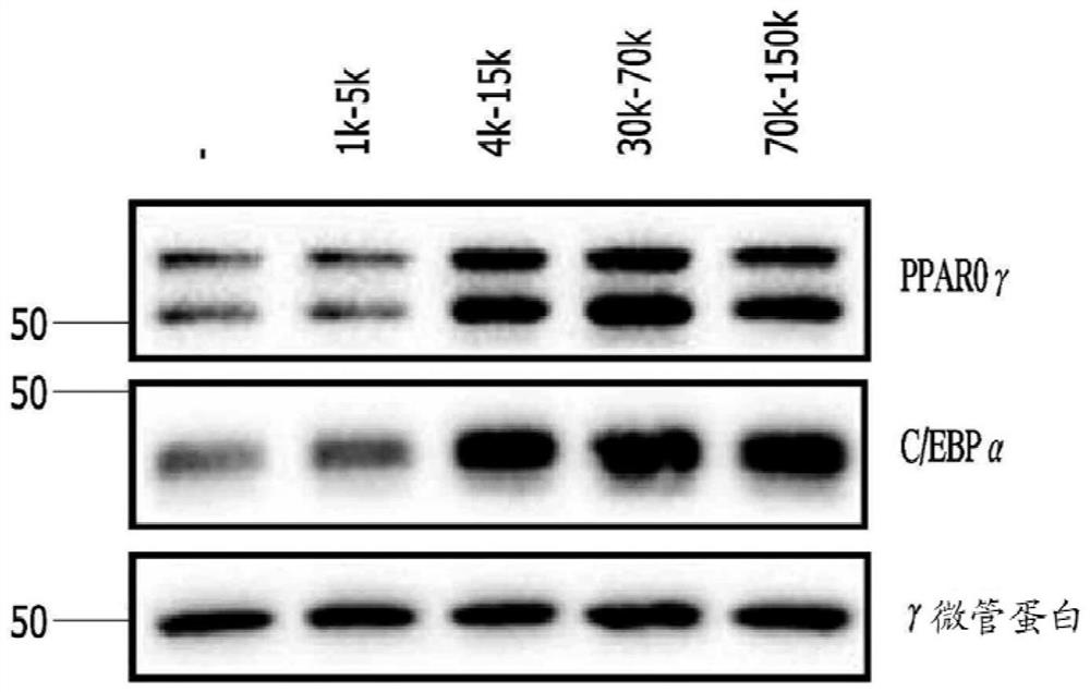 Peptide, composition, and method for stimulating adipogenesis