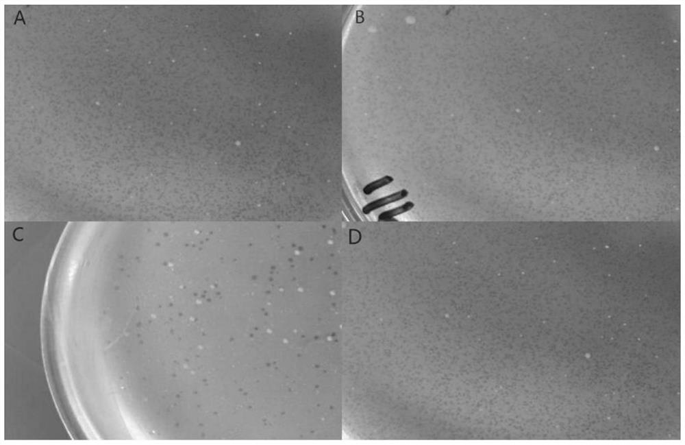 Separation and screening method based on Listeria monocytogenes bacteriophage