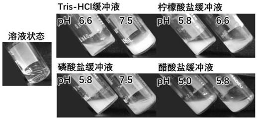 Intelligent hydrogel formed from single protein