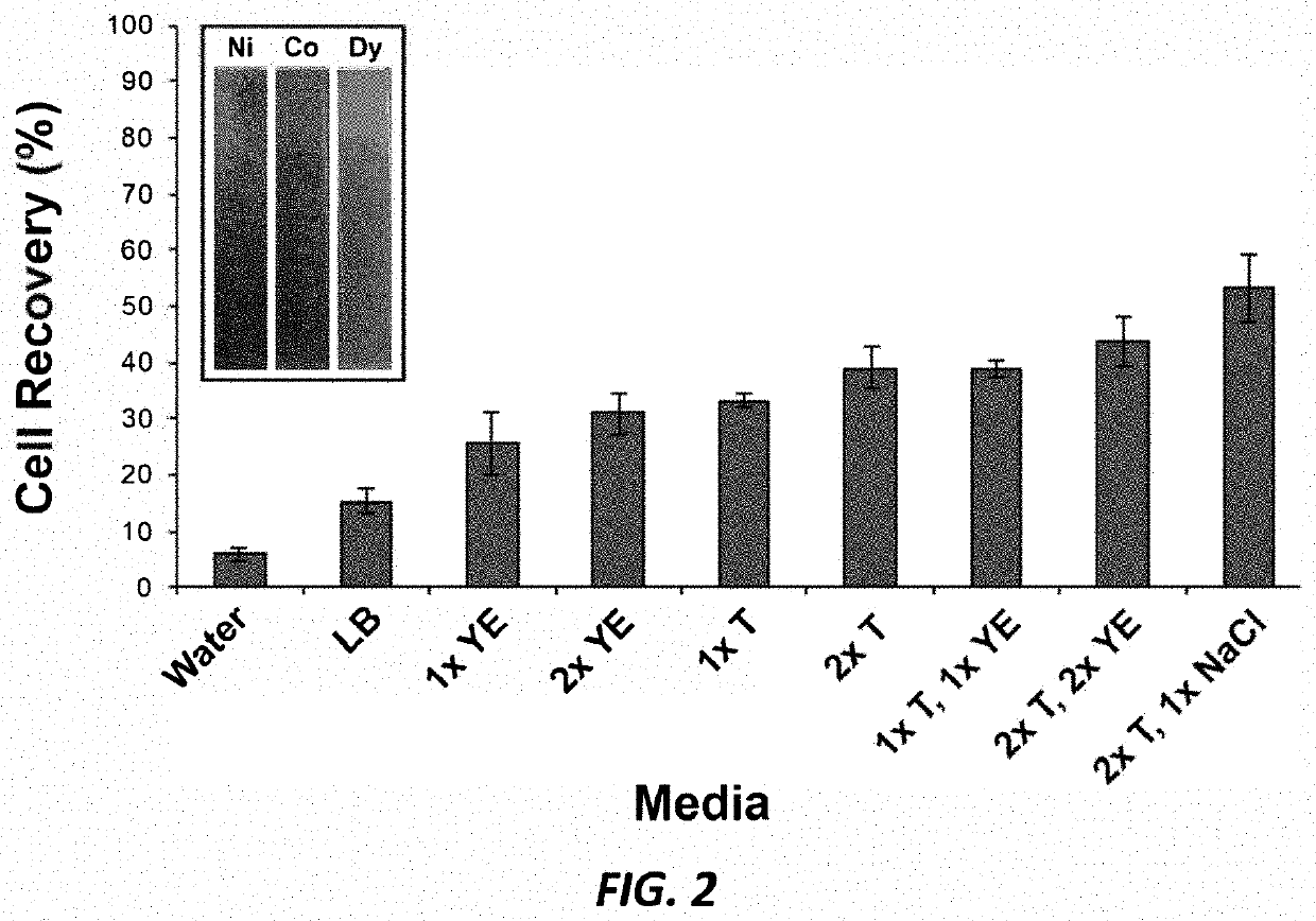 Capturing, concentrating, and detecting microbes in a sample using magnetic ionic liquids and recombinase polymerase amplification