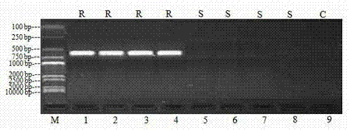 Method for using sequence characterize amplified region (SCAR) signs to identify sugarcane brown rust disease resistance