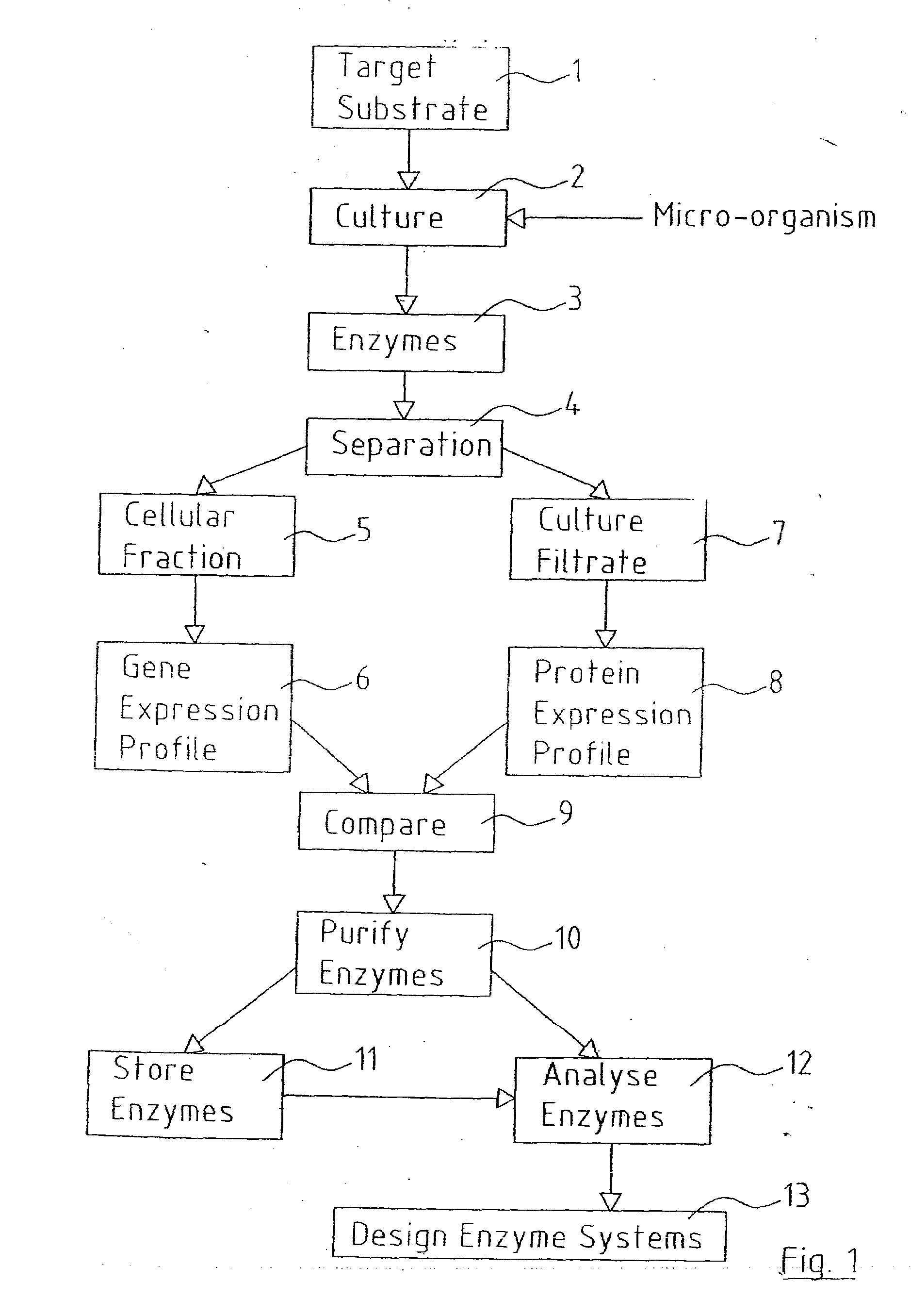 Talaromyces emersonii enzyme systems