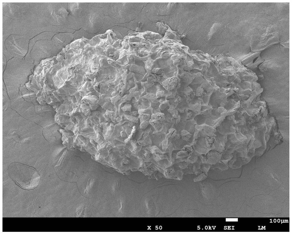 Green synthetic magnetic composite nanomaterial, preparation method and application thereof