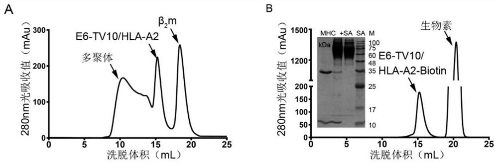 Human papilloma virus specific T cell receptor and anti-tumor application thereof