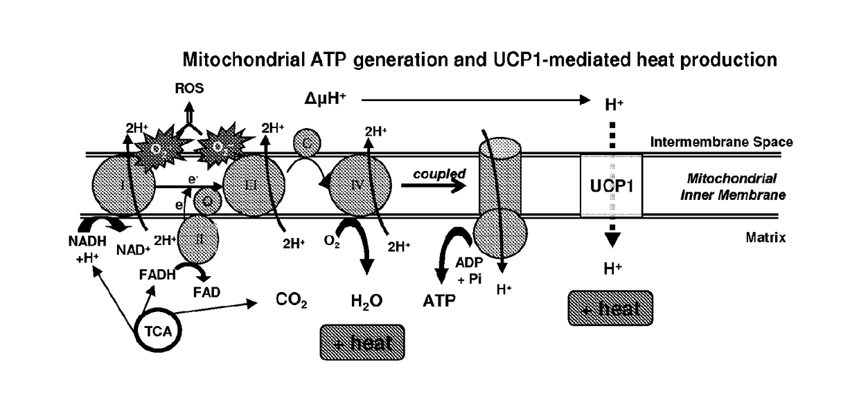 Methods and compositions for induction of ucp1 expression